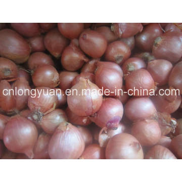 Shallot vermelho chinês com saco da malha